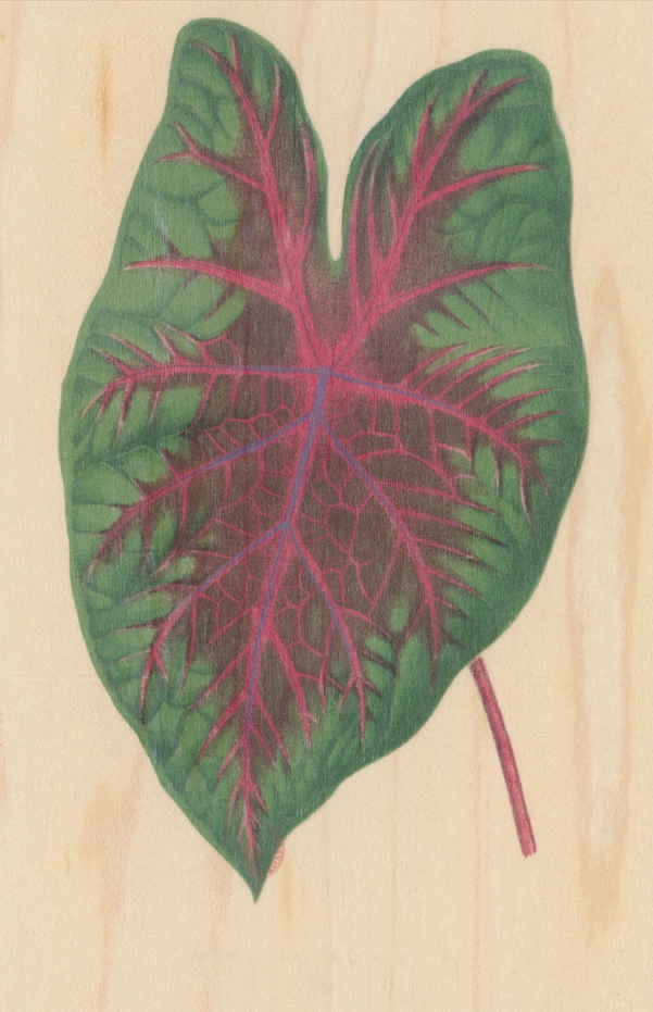 Carte postale en bois Feuille de Caladium