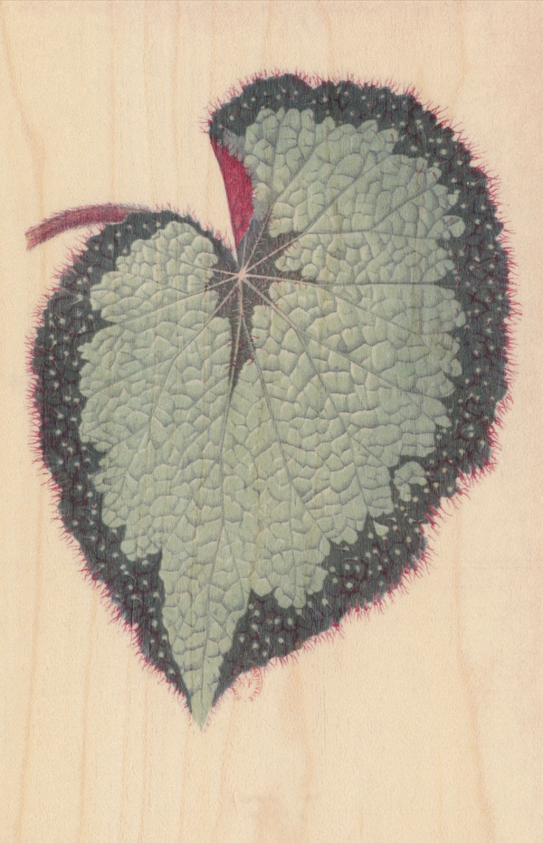Carte postale en bois avec motif de feuille de Begonia
