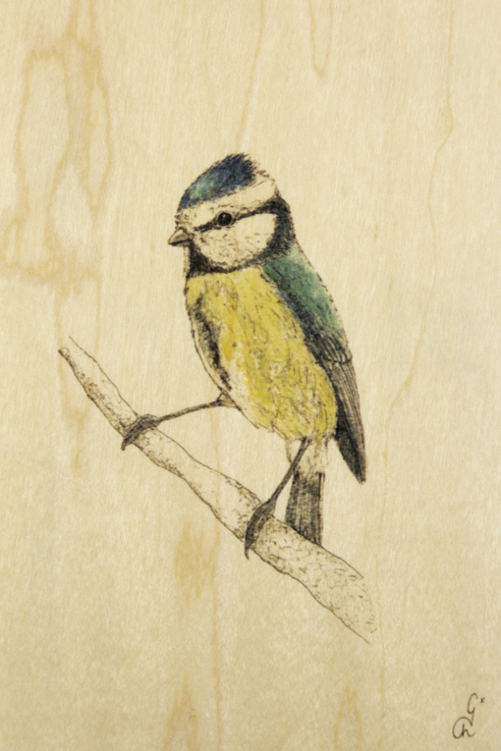 Carte postale en bois Mésange Bleue