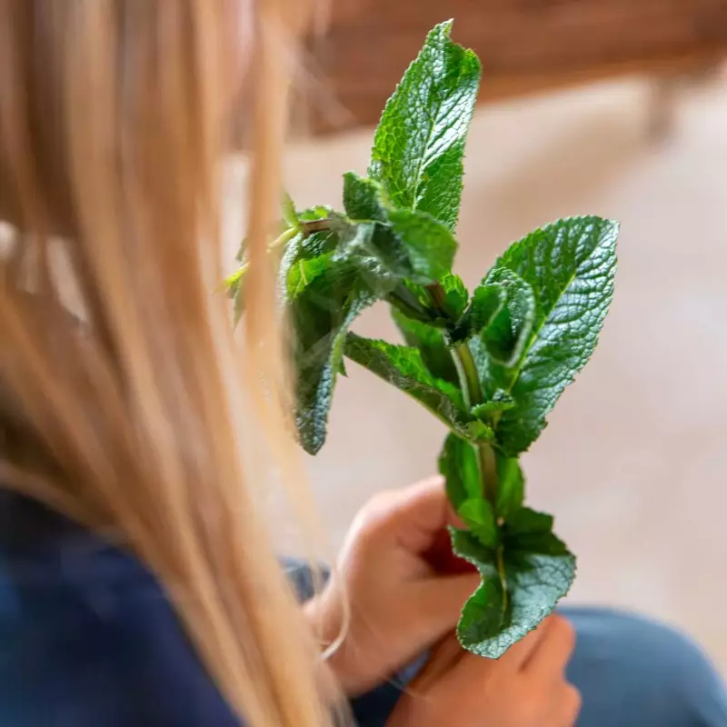 Pousse de menthe