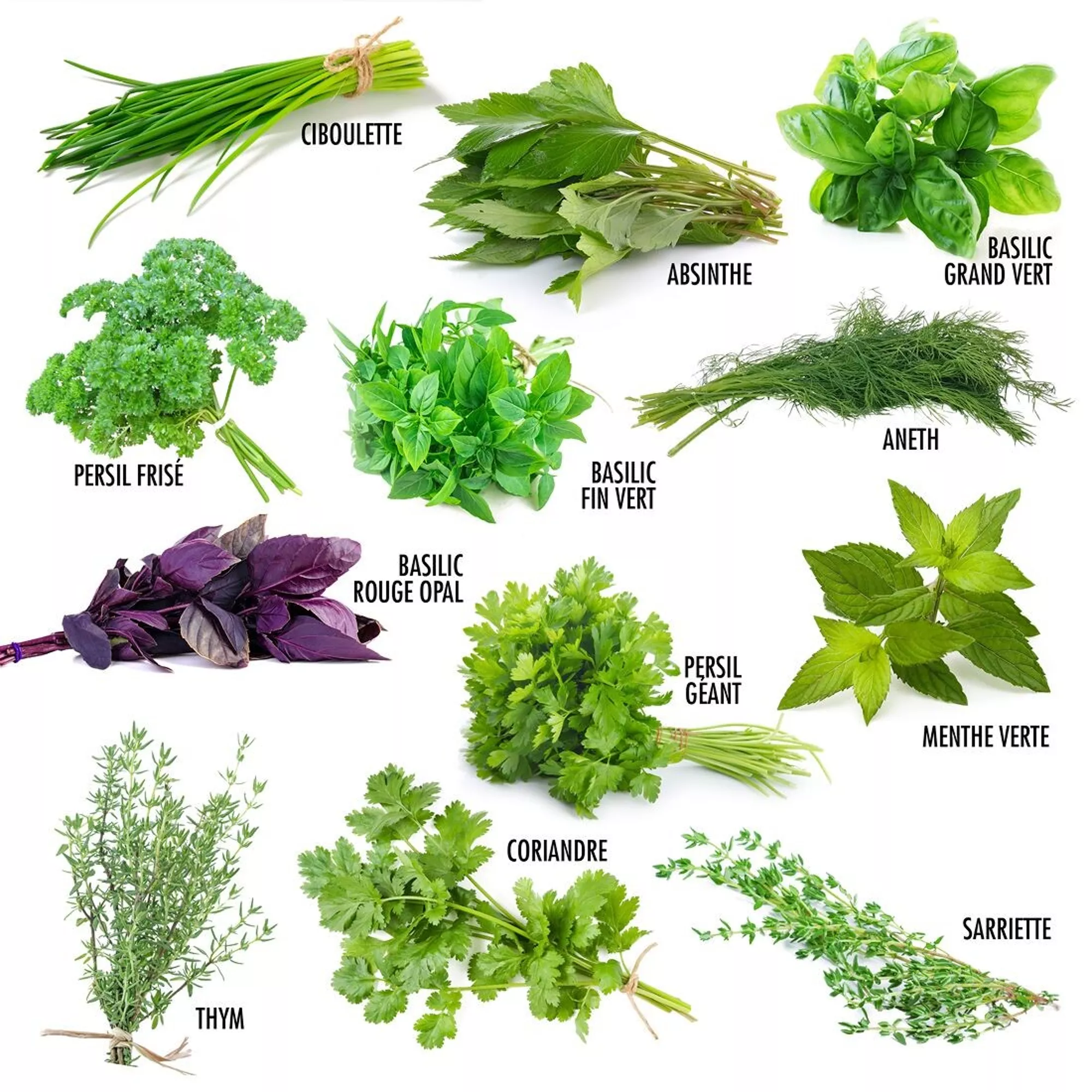 Aromates : 12 sachets de graines et livret