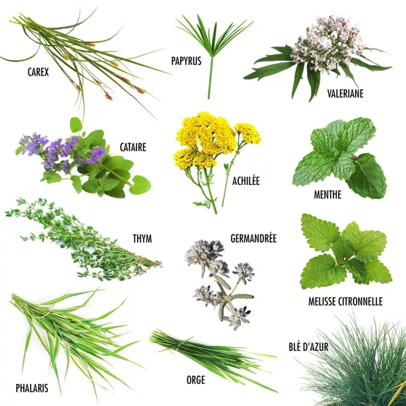 Légumes anciens : 12 sachets de graines et livret
