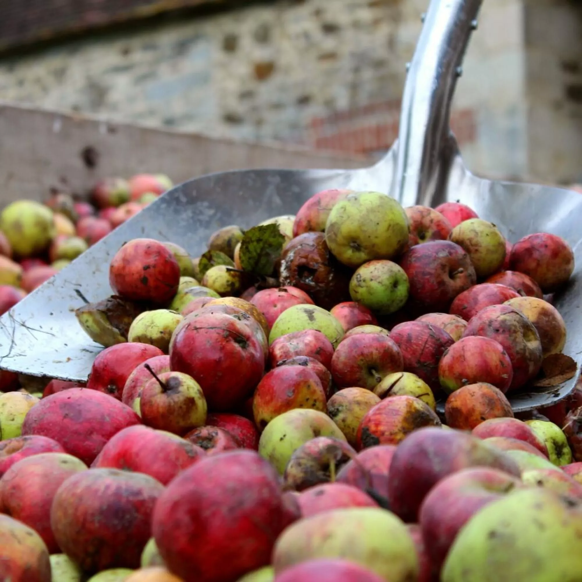 Jus de pomme Bio pétillant 75 cl