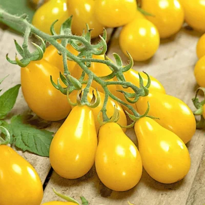 Graines bio : Tomate cerise jaune mi saison poire jaune