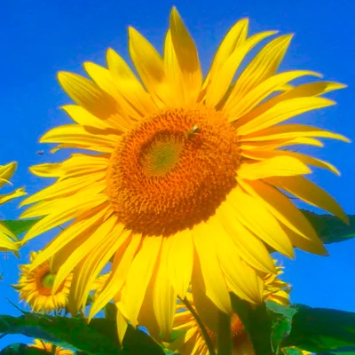 Graines bio : Tournesol à graines tarahumara à graines viollettes