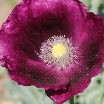 Pavot laureens grape