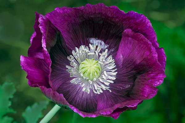 Graines bio : Pavot laureen\'s grape