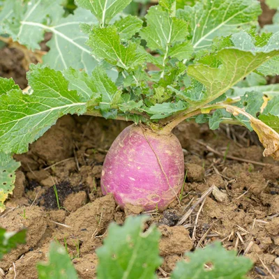 Graines bio : Navet blanc globe à collet violet