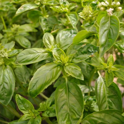 Basilic grand vert
