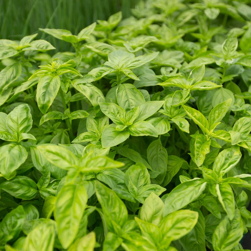 Graines bio : Basilic grand vert