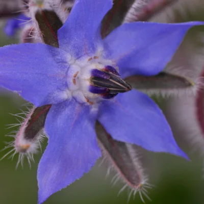 Graines bio : Bourrache à fleurs bleues