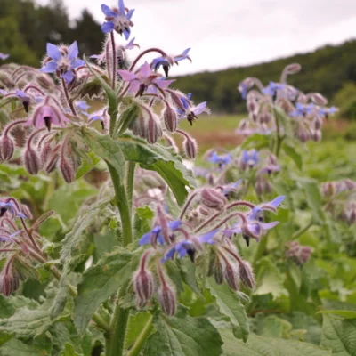 Bourrache à fleurs bleues