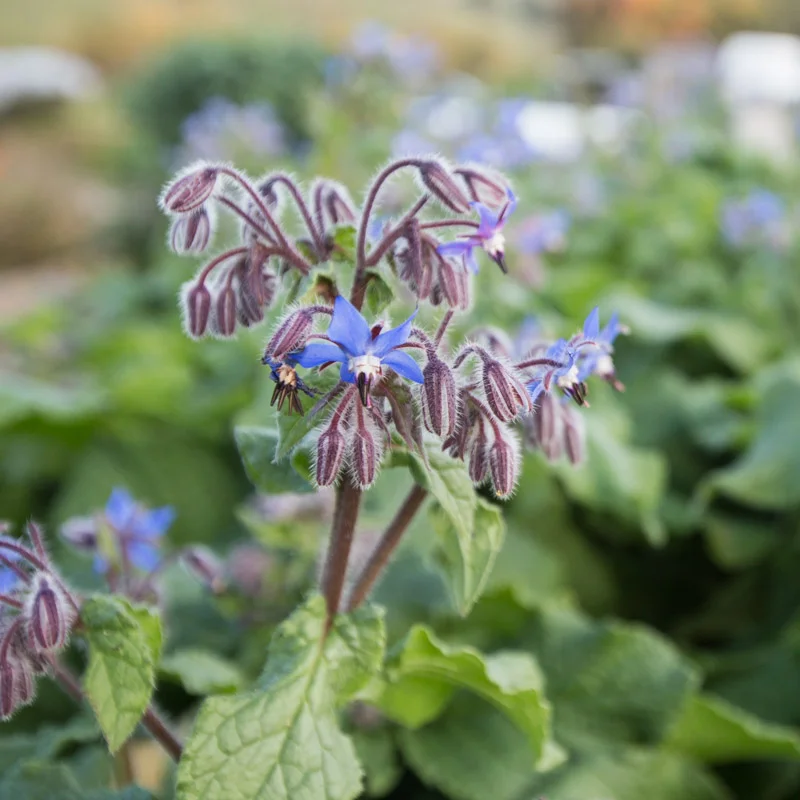 Bourrache à fleurs bleues