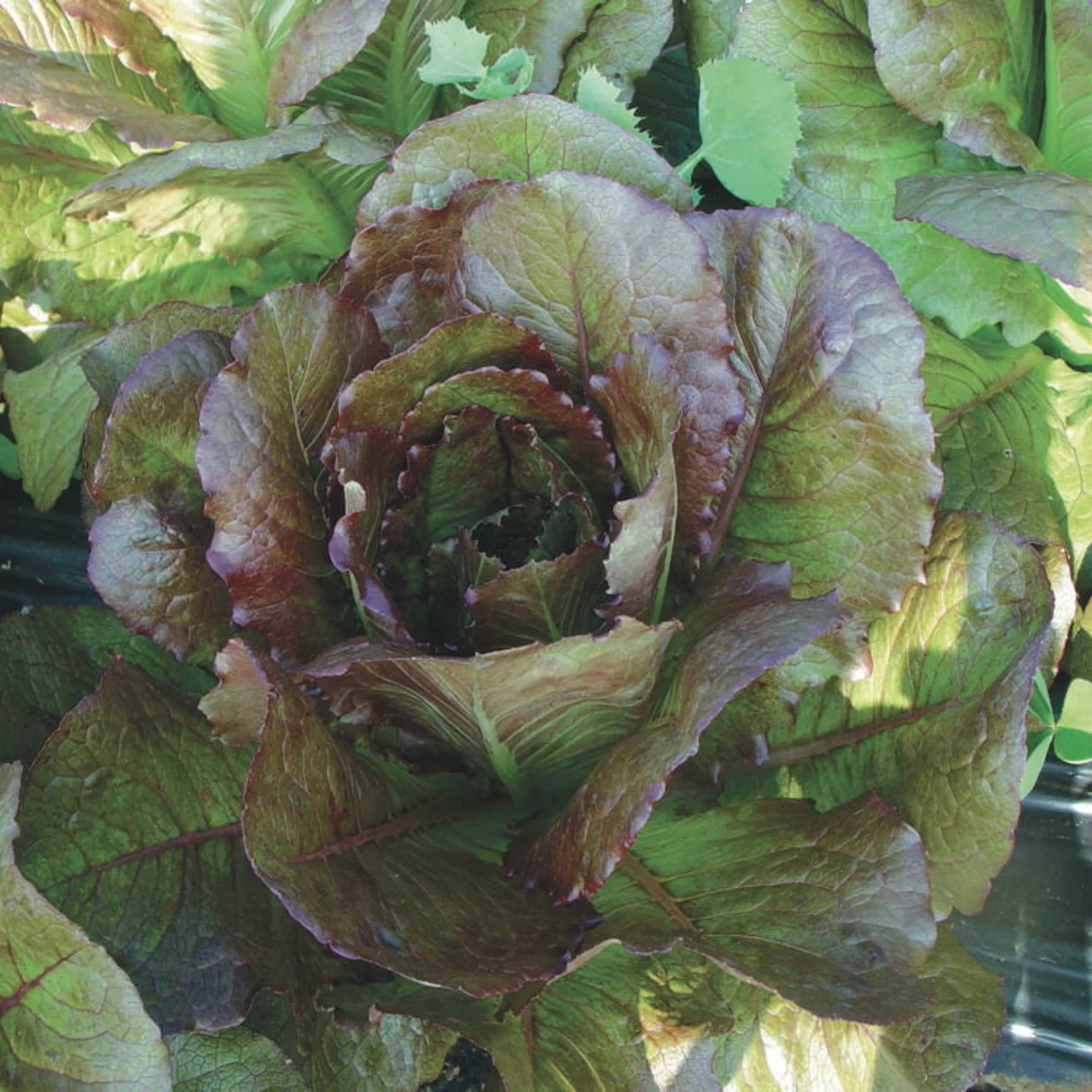 Graines bio : Laitue romaine cimarron