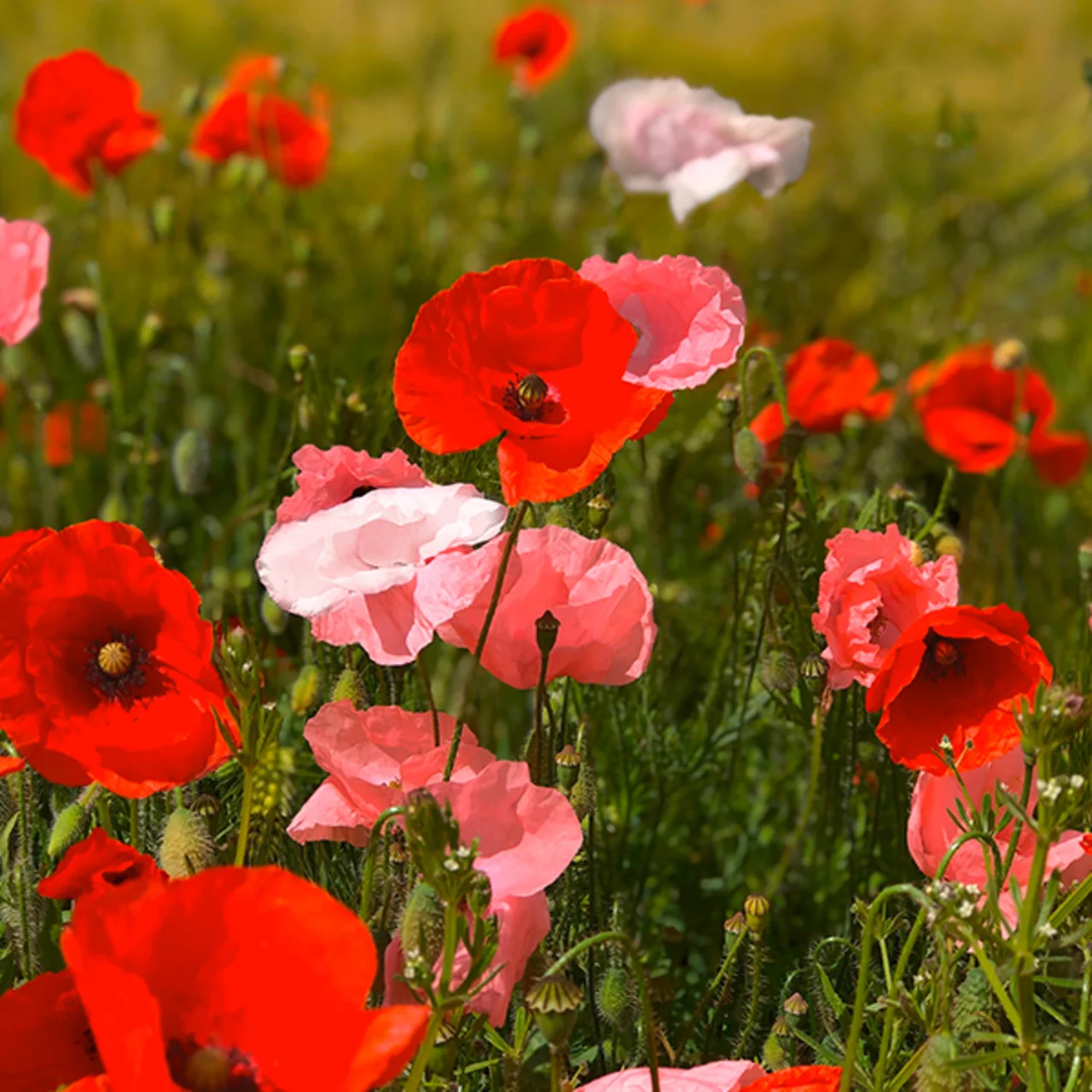 Graines bio : Coquelicot en mélange de couleurs