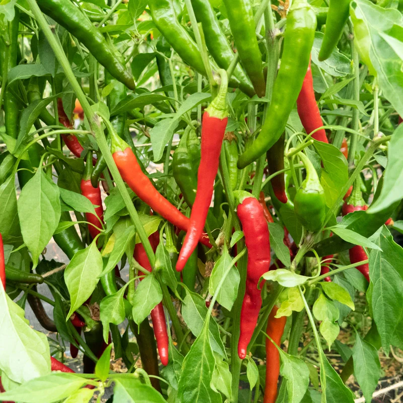 Graines bio : Piment rès fort rouge précoce cayenne