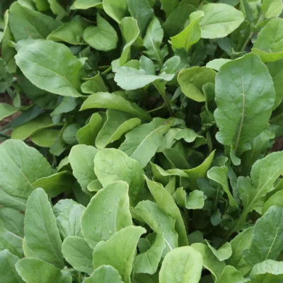 Graines bio : Roquette cultivée