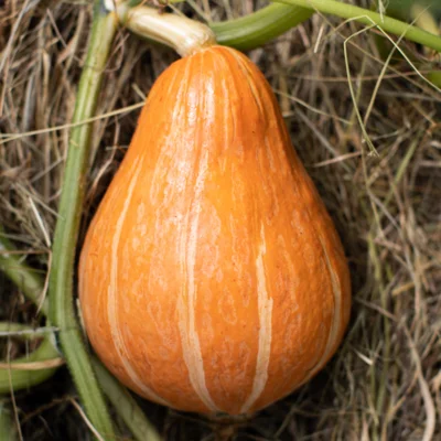 Graines bio : Courge maxima potimarron à gros fruits