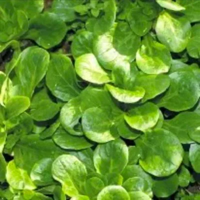 Graines bio : Mâche coquille de Louviers