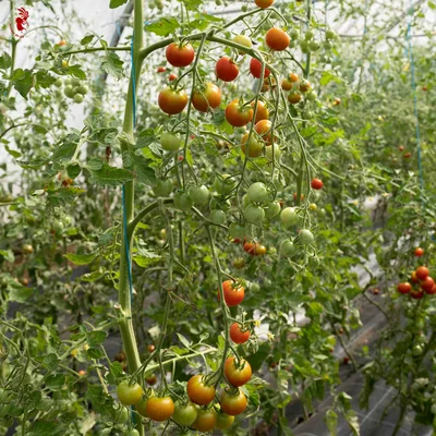 Graines bio : Tomate cerise rouge précoce délice du jardinier