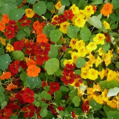 Graines bio : Capucine jewel mix