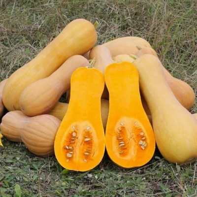 Graines bio : Courge moschata butternut nutterbutter