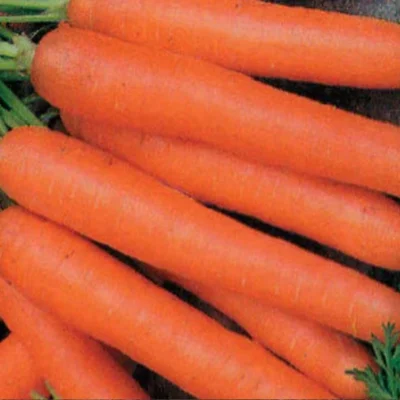 Graines bio : Carotte rouge berlicum