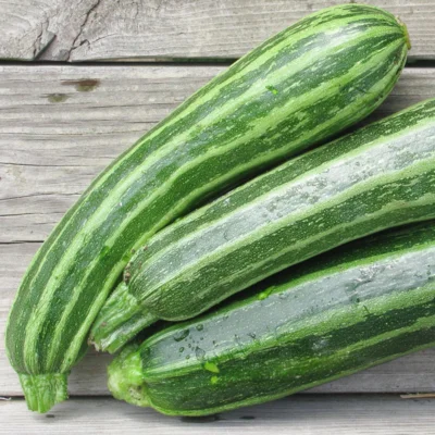 Graines bio : Courgette cocozelle allongée