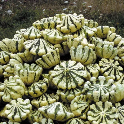 Graines bio : Courges pepo pâtisson panaché vert et blanc