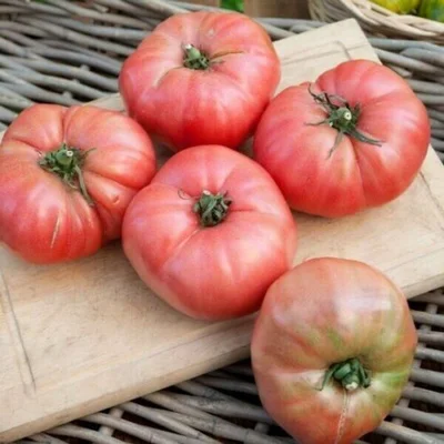Graines bio : Tomate rose mi saison rose de Berne