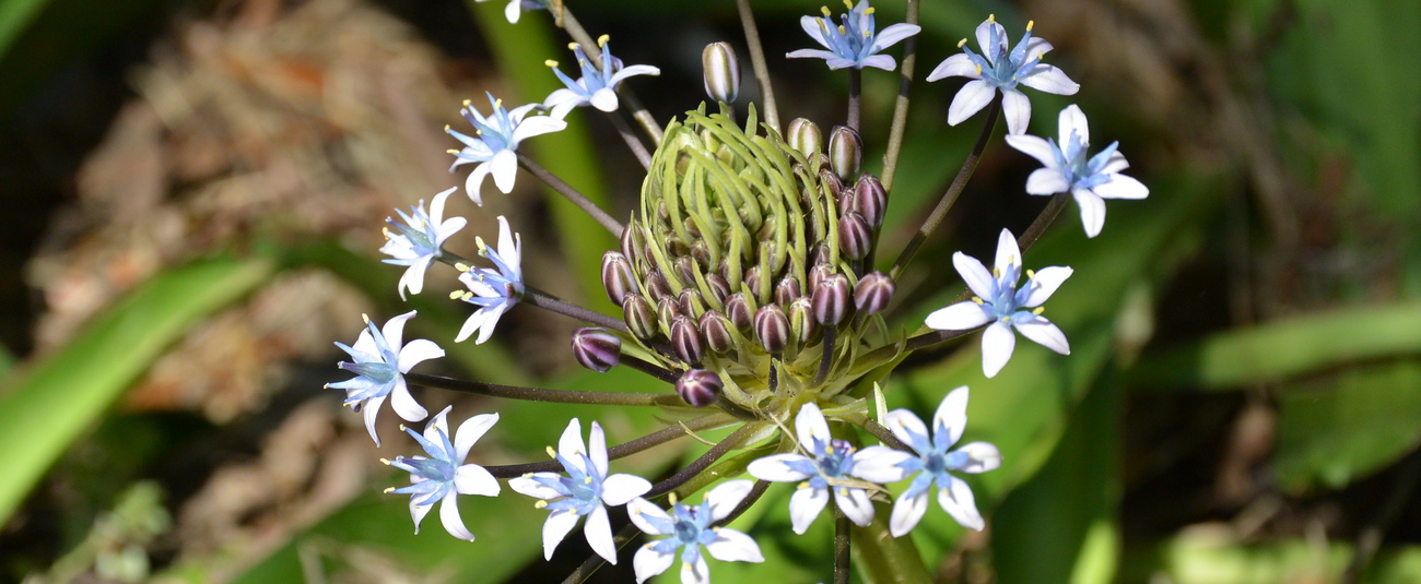 chez ugo et lea fleur bleu