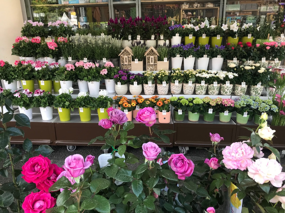 chez ugo et lea rambouillet jardinerie fleuriste cadeaux fleurs 2