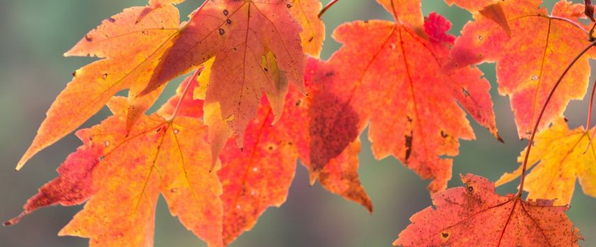 automne
