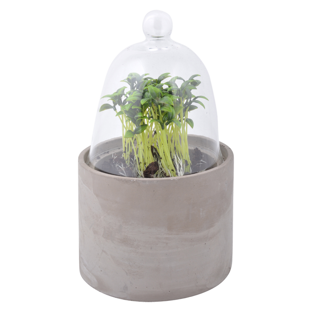 Terrarium cache-pot en béton et verre