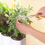 pret a pousser lilo le potager d interieur aromates bio ou fleur une idee cadeau chez ugo et lea (4)