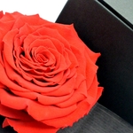 second flor rose eternelle rouge dans son ecrin rose des amoureux une idee cadeau saint valentin chez ugo et lea  (3)