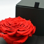 second flor rose eternelle rouge dans son ecrin rose des amoureux une idee cadeau saint valentin chez ugo et lea  (2)