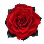 Roses éternelle XXL rouge Kiara chez ugo & léa