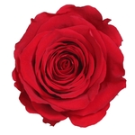 verdissimo rose éternelle rouge 25 cm chez ugo et léa 2