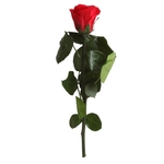 verdissimo rose éternelle rouge 25 cm chez ugo et léa 4