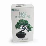 Boîte du kit bonsaï à faire pousser