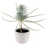 plante