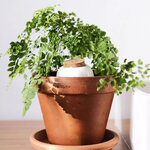 plante dans un pot avec olla
