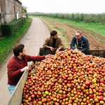 3 hommes autours dune benne à pomme remplie