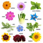 Fleurs à papillons : 12 sachets de graines et livret
