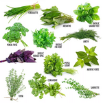 Aromates : 12 sachets de graines et livret