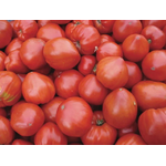 Tomate rouge mi saison cœur de bœuf géant reif red
