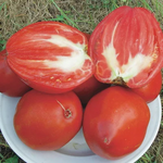 Tomate rouge mi saison cœur de bœuf géant reif red