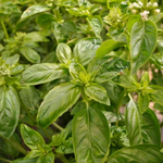 Basilic grand vert