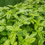 Basilic grand vert